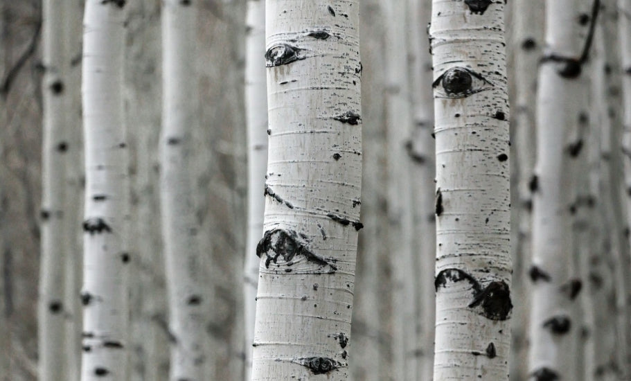 Birch: Nature's Aromatic Treasure