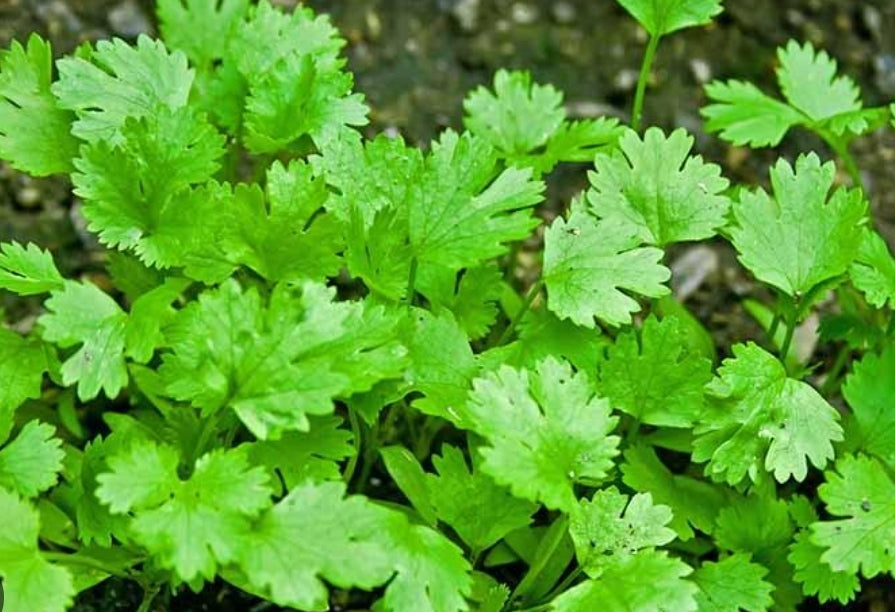 Coriander: A Versatile Herb