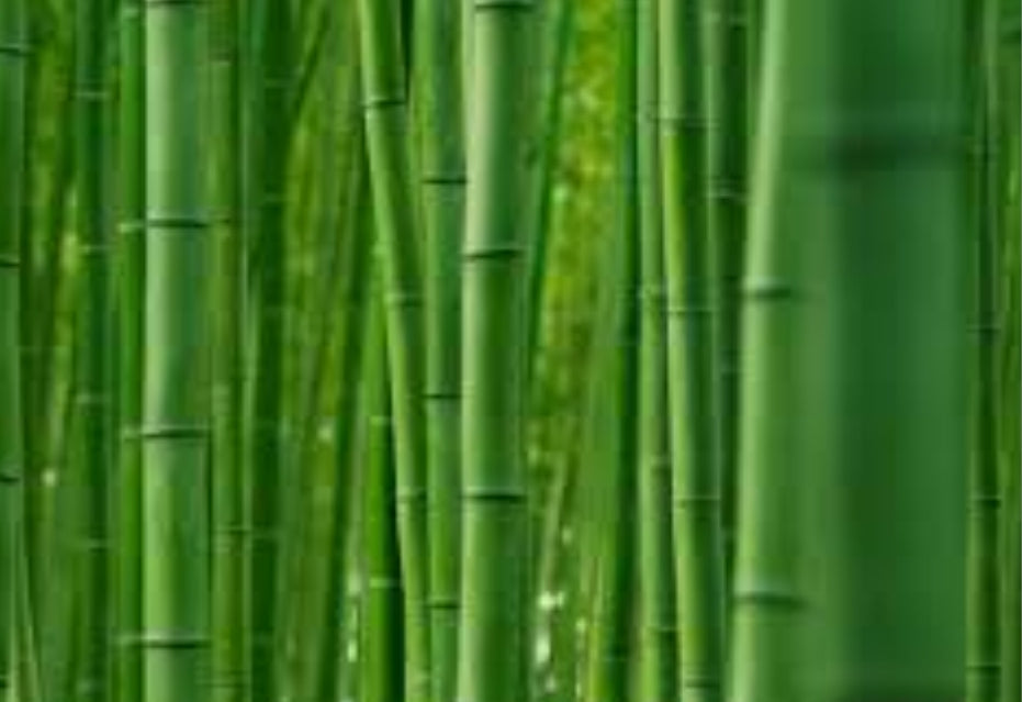 Bamboo: Nature's Versatile Giant