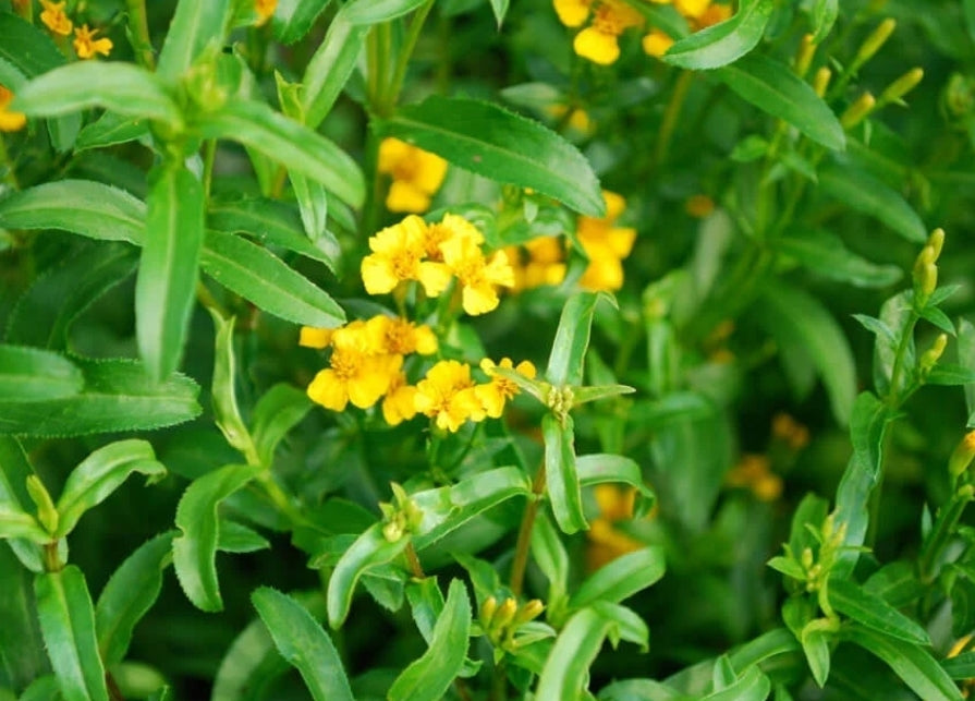 Tarragon: A Fragrant Culinary Gem